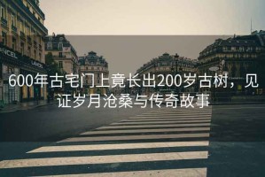 600年古宅门上竟长出200岁古树，见证岁月沧桑与传奇故事